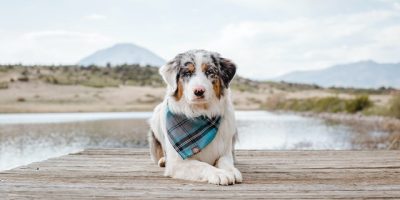 الولاء الوظيفي